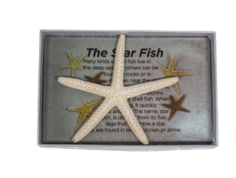 Boxed White Finger Starfish pencil starfish