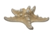 White Knobby Starfish: 3" to 4" - 2HS-9048SW (8UO7)