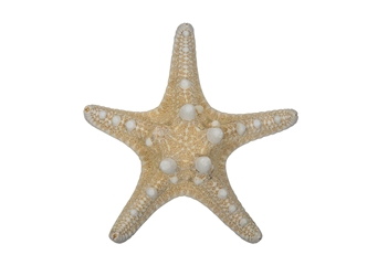 White Knobby Starfish: 3" to 4" 