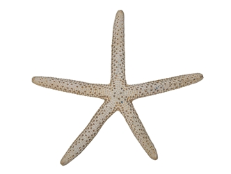 White Finger Starfish: 3" to 4" pencil starfish