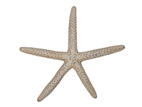White Finger Starfish: 3" to 4" pencil starfish