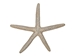 White Finger Starfish: 3" to 4" - 2HS-9086S (8UO7)
