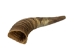 Weathered Steer Horn: #1 - 306-W-1 (Y3JR-A4)