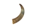 Weathered Steer Horn: #1 - 306-W-1 (Y1L)