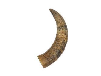 Weathered Steer Horn: #2 