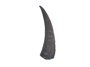 Black Goat Horns: 8" to 10" 