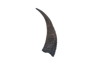Black Goat Horns: 6" to 8" 