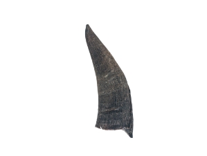 Black Goat Horns: 4" to 6" 