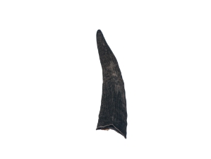 Black Goat Horns: <4" 