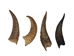 Brown Goat Horns: 8" to 10" - 318-1BRL-AS (Y3D)