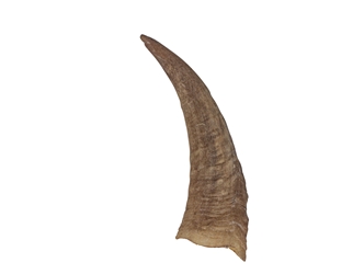 Brown Goat Horns: 8" to 10" 