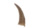 Brown Goat Horns: 8" to 10" - 318-1BRL-AS (Y3KRF)