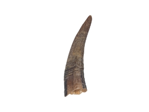 Brown Goat Horns: 4" to 6" 