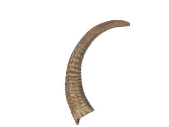 Brown Goat Horns: 10" to 12" 
