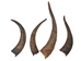 Brown Goat Horns: 12"+ - 318-1BRXXL-AS (Y3K)