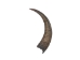 Brown Goat Horns: 12"+ - 318-1BRXXL-AS (Y3KRF)