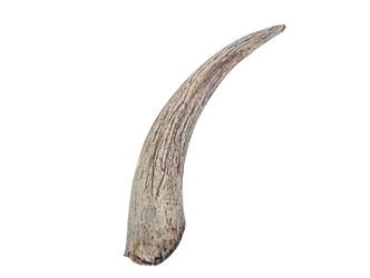 Goat Horn Core: 8" to 10" 