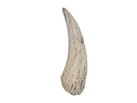 Goat Horn Core: 6" to 8" 