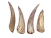 Goat Horn Core: 4" to 6" - 318C-S-AS (8UK18B)