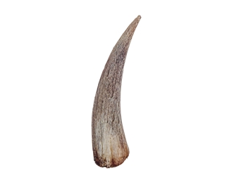 Goat Horn Core: 4" to 6" 