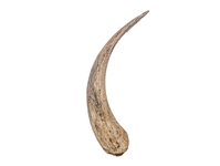 Goat Horn Core: 10" to 12" 