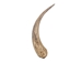 Goat Horn Core: 10" to 12" - 318C-XL-AS (8UK18B)
