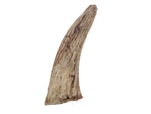 Goat Horn Core: <4" 