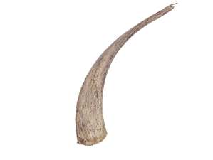 Goat Horn Core: 12"+ 