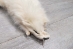 White Finn Raccoon: Size A - 322-WHA-AS (Y2KWR)