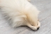 White Finn Raccoon: Size AAA+ - 322-WHAAA-AS (Y2KWR)