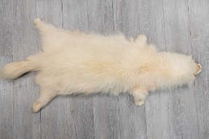 White Finn Raccoon: Size AAA+ 