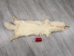 White Finn Raccoon: Size AAA+: Gallery Item - 322-WHAAA-G6096 (Y2LWR)