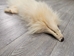 White Finn Raccoon: Size AAA+: Gallery Item - 322-WHAAA-G6096 (9UZ)