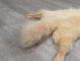 White Finn Raccoon: Size AAA+: Gallery Item - 322-WHAAA-G6096 (Y2LWR)