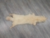 White Finn Raccoon: Size AAA+: Gallery Item - 322-WHAAA-G6096 (Y2LWR)