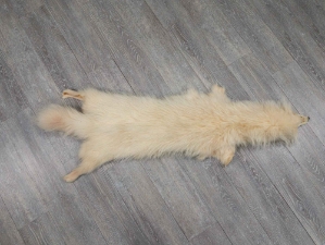 White Finn Raccoon: Size AAA+: Gallery Item 