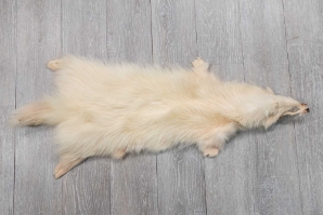 White Finn Raccoon: Size B 
