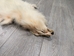 White Finn Raccoon: Size B: Gallery Item - 322-WHB-G6097 (9UZ)