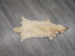 White Finn Raccoon: Size B: Gallery Item 