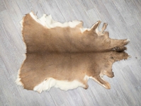 White Tail Deer Hide with No Tail: #1: Assorted 