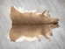 White Tail Deer Hide with No Tail: #1: Assorted - 39-01N-AS (10UF)