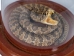 Mounted Rattlesnake in Dome: X-Small - 400-RS-58M (Y2LRG)