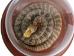 Mounted Rattlesnake in Dome: X-Small - 400-RS-58M (Y2LRG)