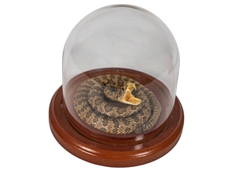 Mounted Rattlesnake in Dome: X-Small 