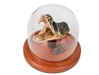 Mounted Rattlesnake Head and Rattle in Dome 