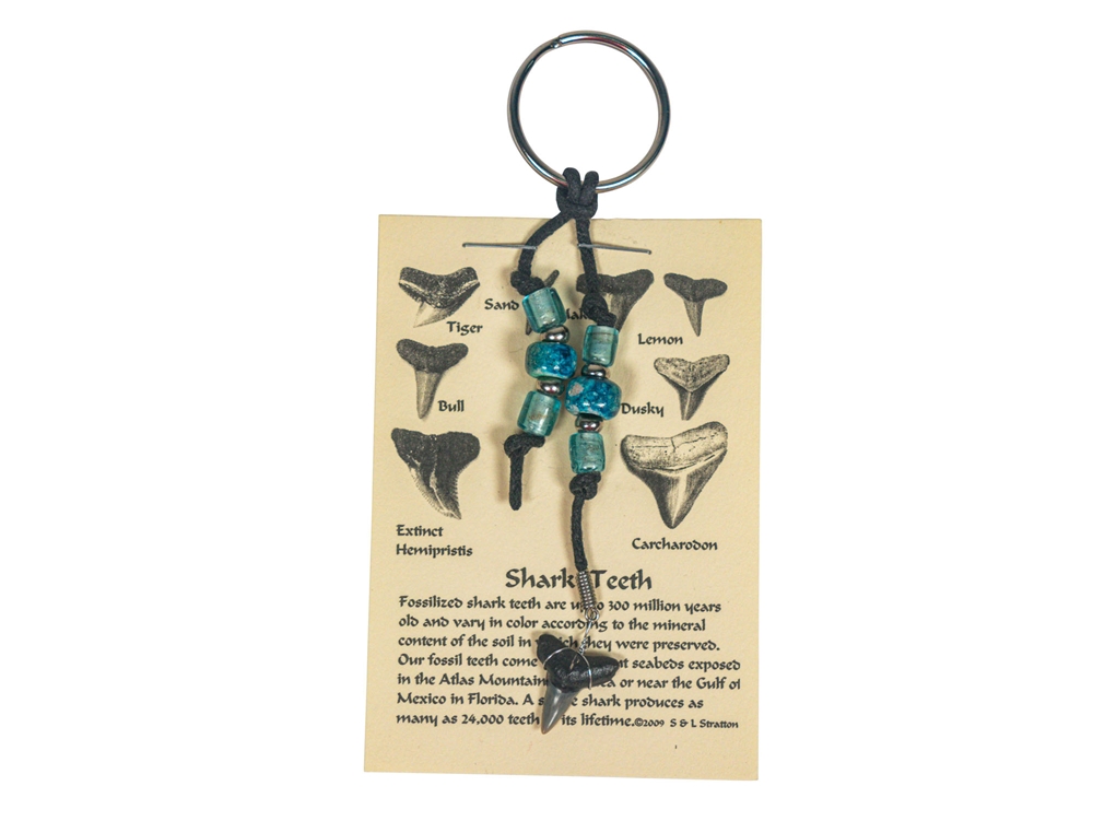 Fossil Shark Tooth Keyring with Card