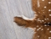Upholstery Grade Axis Deer Hide: Large - 488-UPL-AS