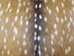 Upholstery Grade Axis Deer Hide: Medium - 488-UPM-AS