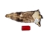 North American Opossum Skin: Dark Trading Post - 527-DTP (Y2LWR)