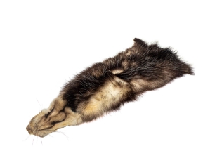 North American Opossum Skin: Dark Trading Post 